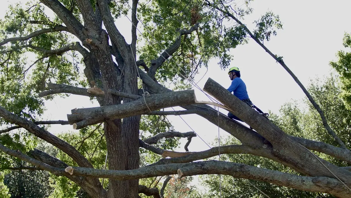 Professional Crown Thinning performed by certified arborists in Round Top