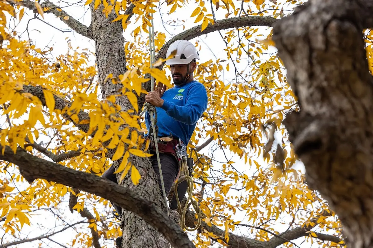 Skilled Storm Damage Cleanup crew working in Round Top